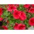 Supertunia MINI VISTA Coral P9