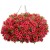 Supertunia MINI VISTA Coral P9
