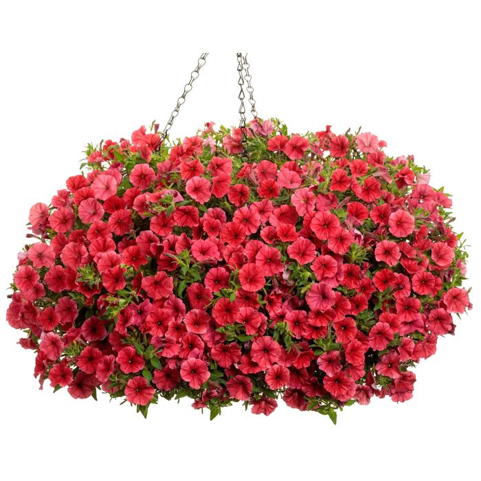 Supertunia MINI VISTA Coral P9