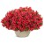 Supertunia MINI VISTA Coral P9
