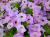 Supertunia Vista Cool Jazz P9