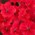 Supertunia VISTA Strawberry P9