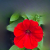 Supertunia VISTA Strawberry P9