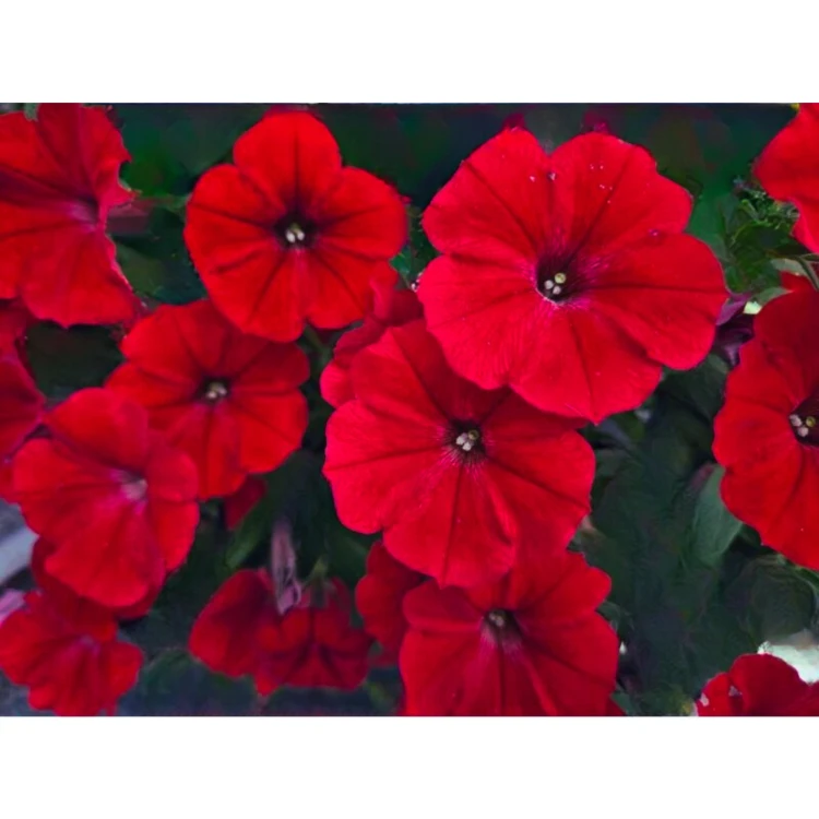 Supertunia VISTA Strawberry P9