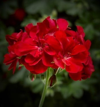 Pelargonia temprano BRIGHT RED p9