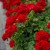 Pelargonia temprano BRIGHT RED p9