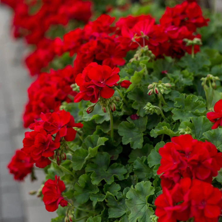 Pelargonia temprano BRIGHT RED p9