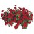 Pelargonia temprano BRIGHT RED p9