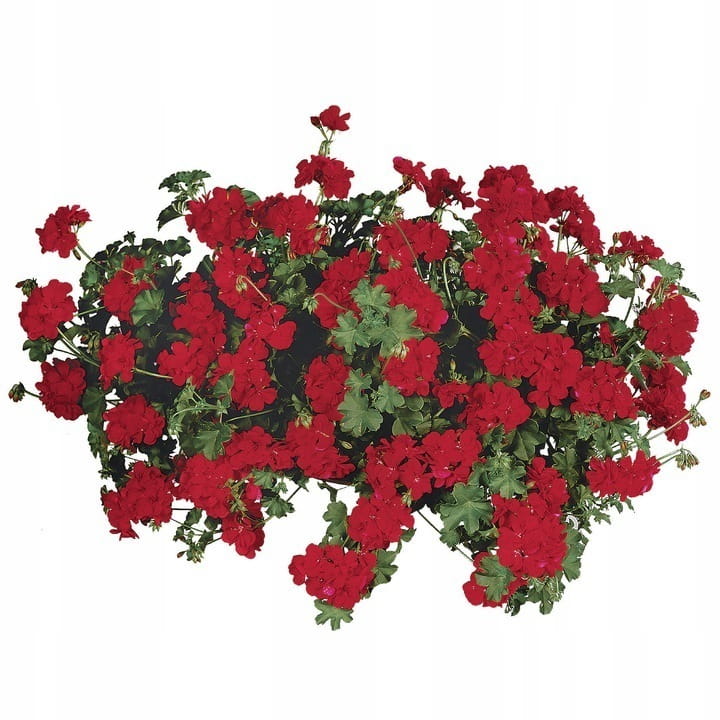 Pelargonia temprano BRIGHT RED p9