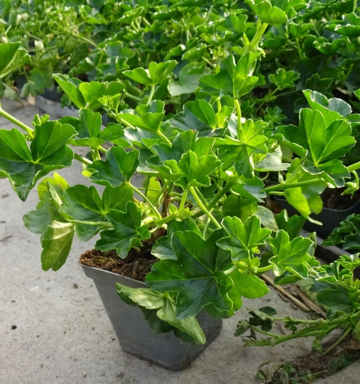Pelargonia temprano BRIGHT RED p9