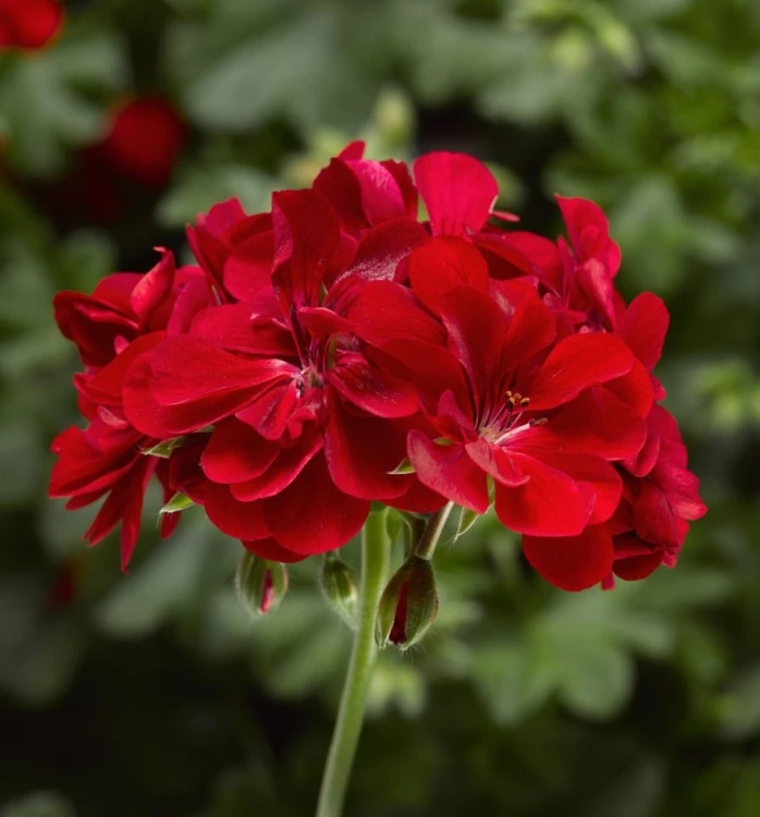 Pelargonia temprano BRIGHT RED p9
