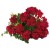 Pelargonia temprano BRIGHT RED p9