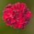 Pelargonia temprano BRIGHT RED p9