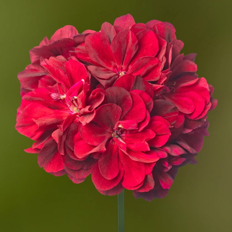 Pelargonia temprano BRIGHT RED p9