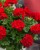 Pelargonia temprano BRIGHT RED p9