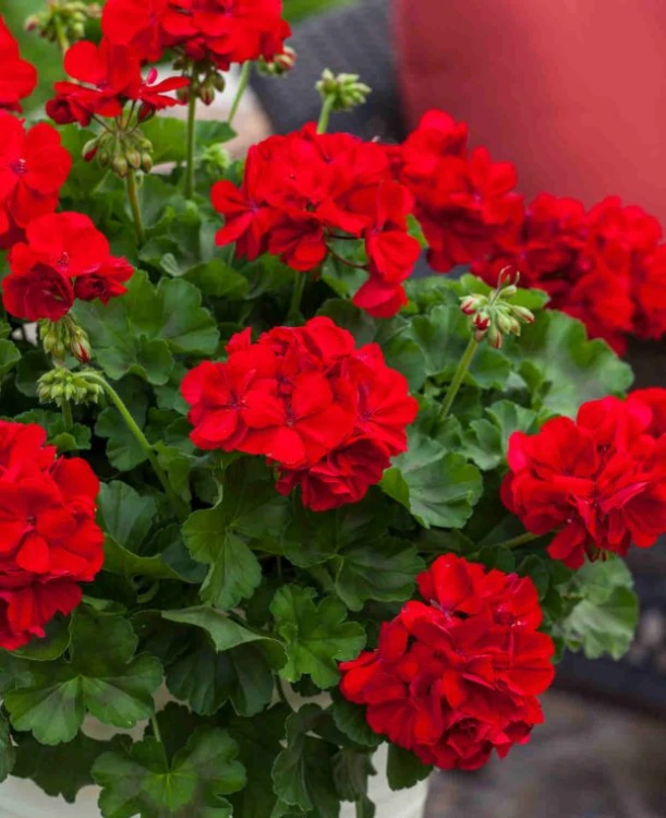 Pelargonia temprano BRIGHT RED p9