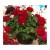 Pelargonia temprano BRIGHT RED p9