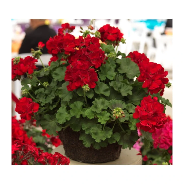 Pelargonia temprano BRIGHT RED p9