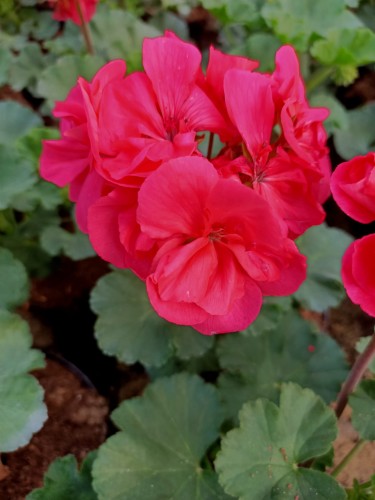 Pelargonia Rabatowa Nightdancer Hot Coral p9