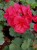 Pelargonia Rabatowa Nightdancer Hot Coral p9