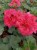 Pelargonia Rabatowa Nightdancer Hot Coral p9