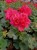 Pelargonia Rabatowa Nightdancer Hot Coral p9
