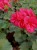 Pelargonia Rabatowa Nightdancer Hot Coral p9
