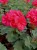 Pelargonia Rabatowa Nightdancer Hot Coral p9