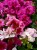 Pelargonia Rabatowa Nightdancer Hot Coral p9