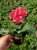Pelargonia Rabatowa Nightdancer Hot Coral p9