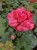Pelargonia Rabatowa Nightdancer Hot Coral p9