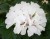 Pelargonia MARCADA WHITE P9