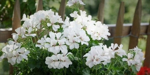 Pelargonia MARCADA WHITE P9