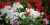 Pelargonia MARCADA WHITE P9