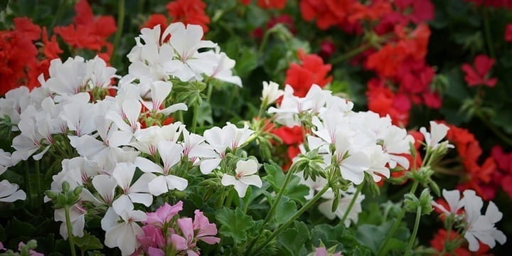 Pelargonia MARCADA WHITE P9