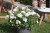 Pelargonia MARCADA WHITE P9