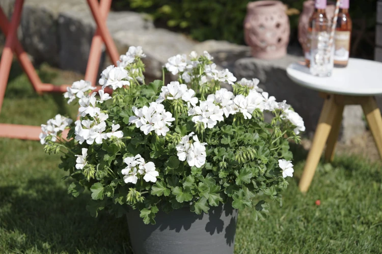 Pelargonia MARCADA WHITE P9