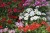 Pelargonia MARCADA WHITE P9