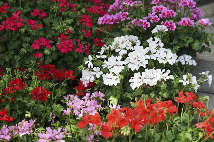 Pelargonia MARCADA WHITE P9