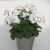 Pelargonia MARCADA WHITE P9