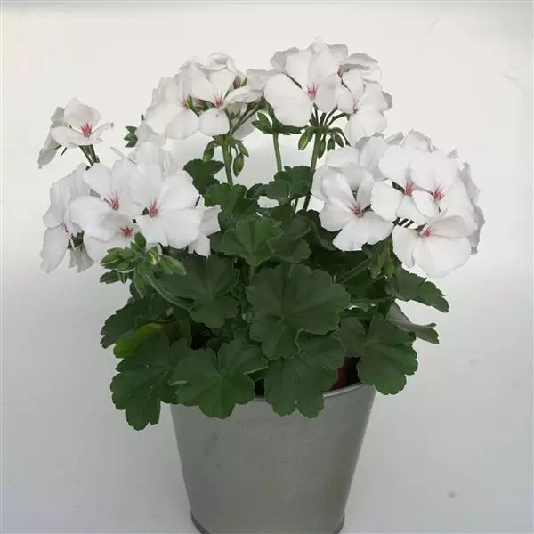 Pelargonia MARCADA WHITE P9