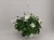 Pelargonia MARCADA WHITE P9