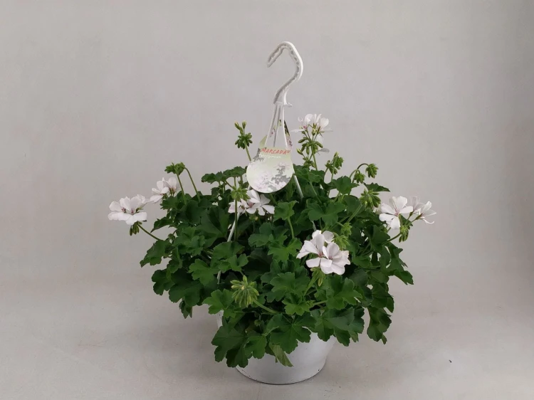 Pelargonia MARCADA WHITE P9