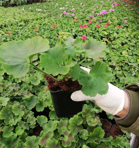Pelargonia Calliope HOT ROSE p9