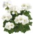 Pelargonia Calliope WHITE p9