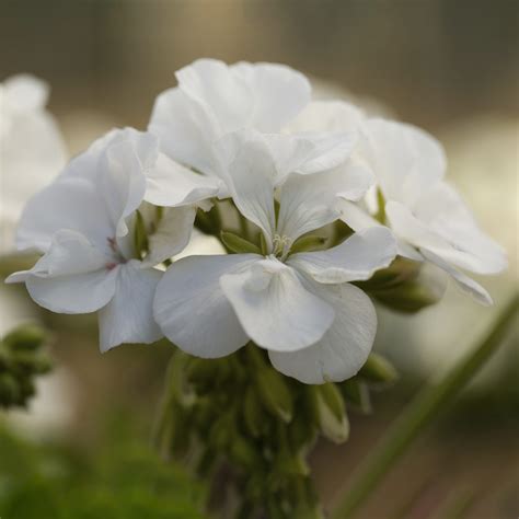 Pelargonia Calliope WHITE p9
