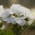 Pelargonia Calliope WHITE p9