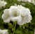 Pelargonia Calliope WHITE p9