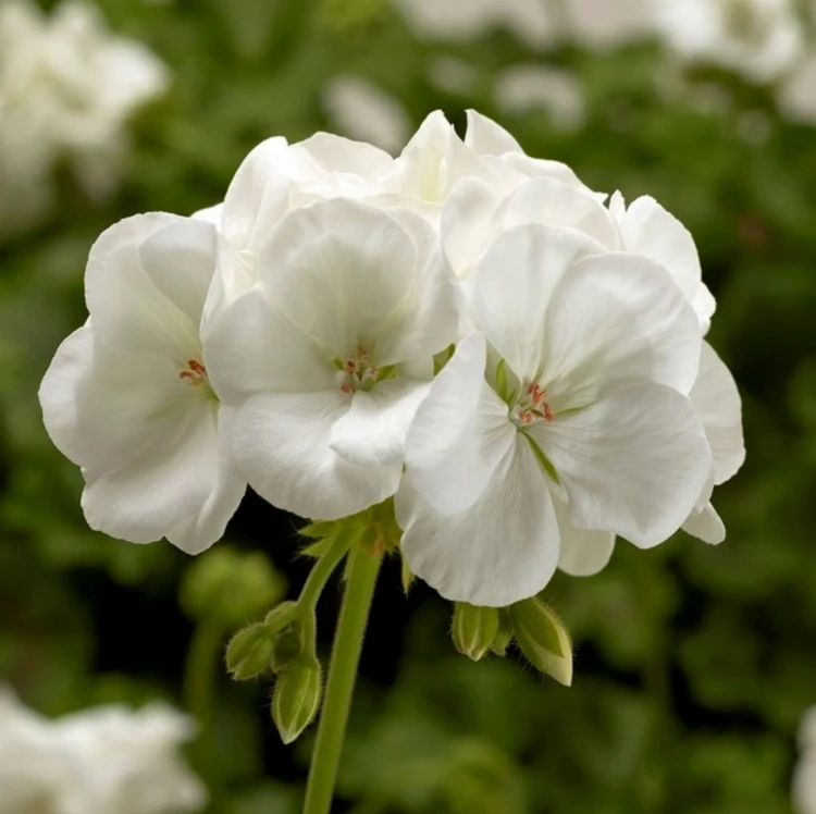 Pelargonia Calliope WHITE p9
