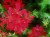 Pelargonia bluszczolistna - zwisająca Czerwona P9